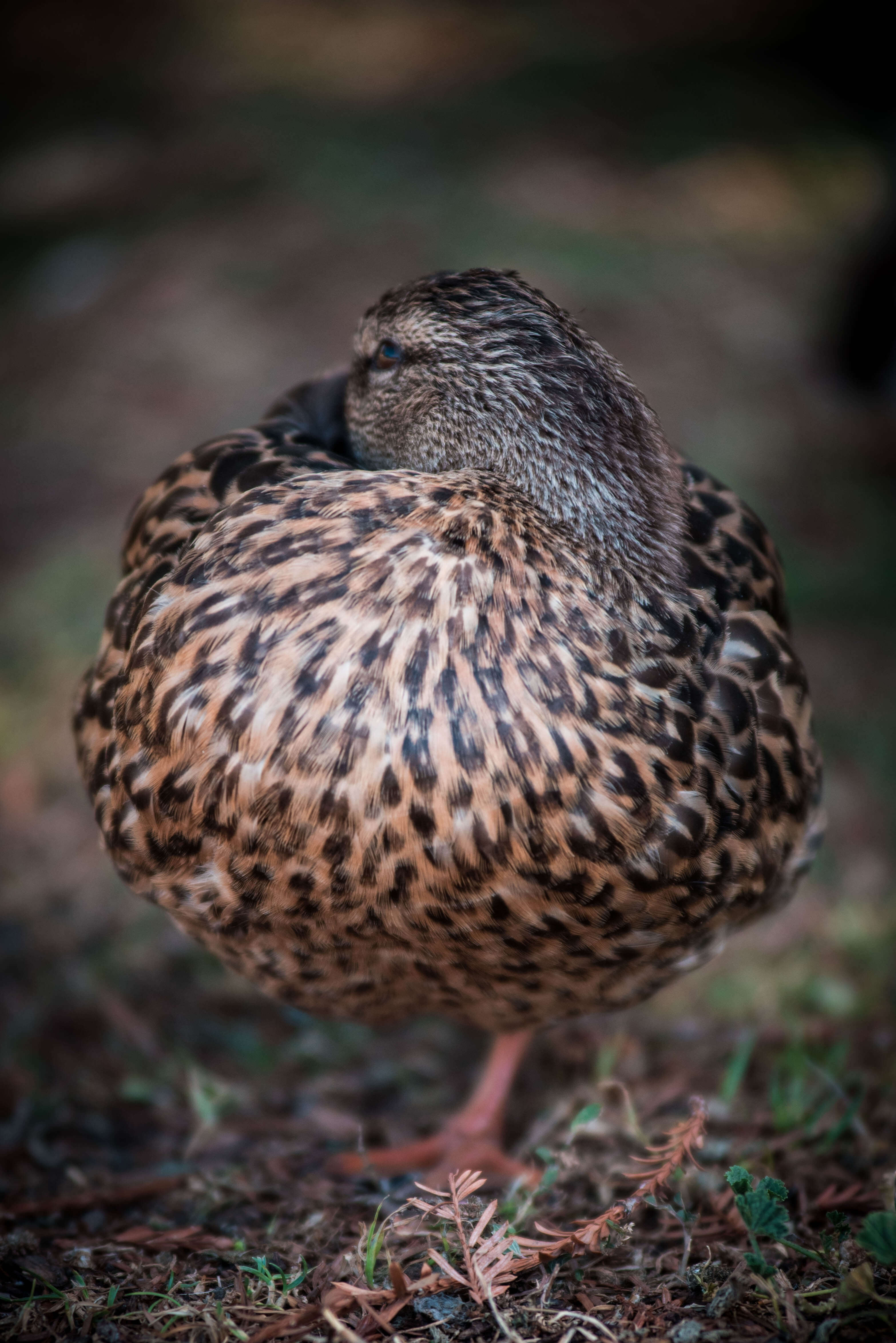 Wildlife Photography